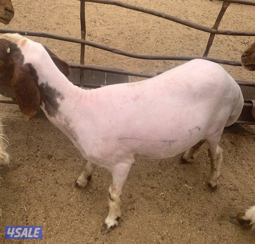 جز صوف الأغنام وتغليم الأظافر جميع مناطق الكويت سرعة في العمل خبره في0