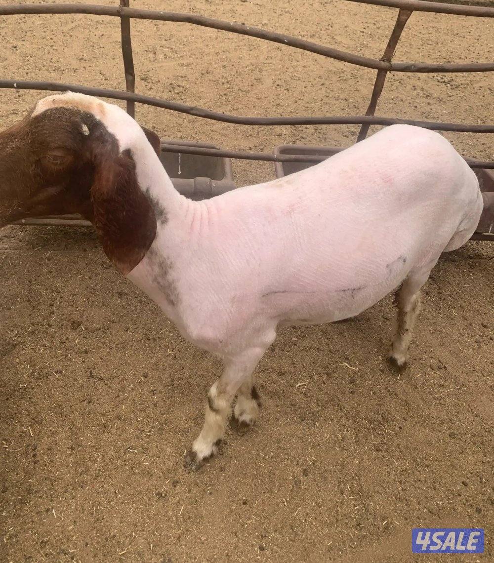 جز صوف الأغنام وتغليم الأظافر جميع مناطق الكويت سرعة في العمل خبره في1