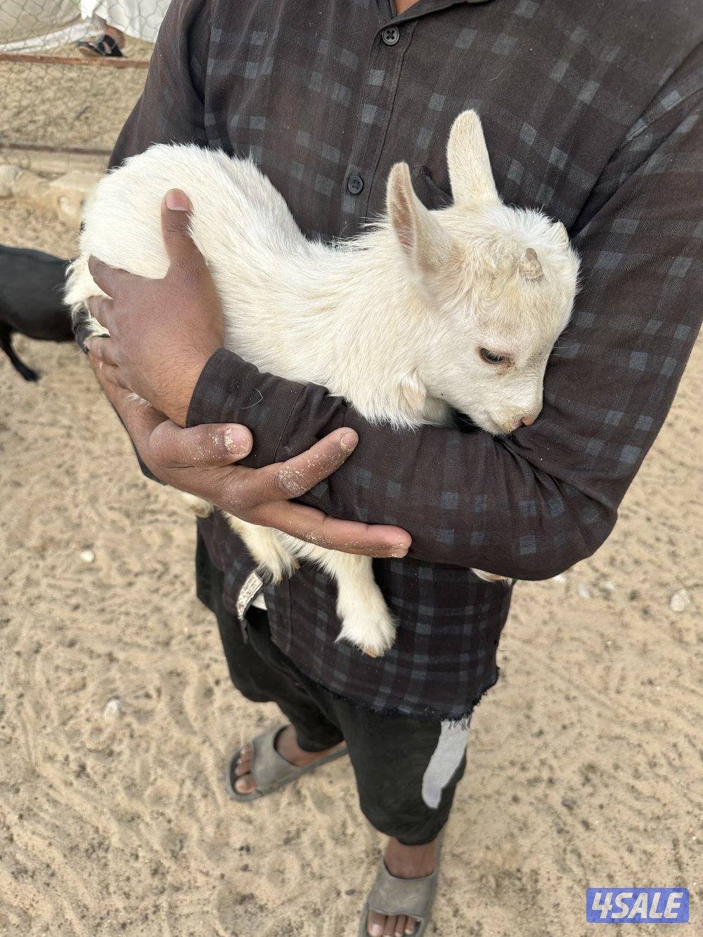 ماعز قزم صغار0