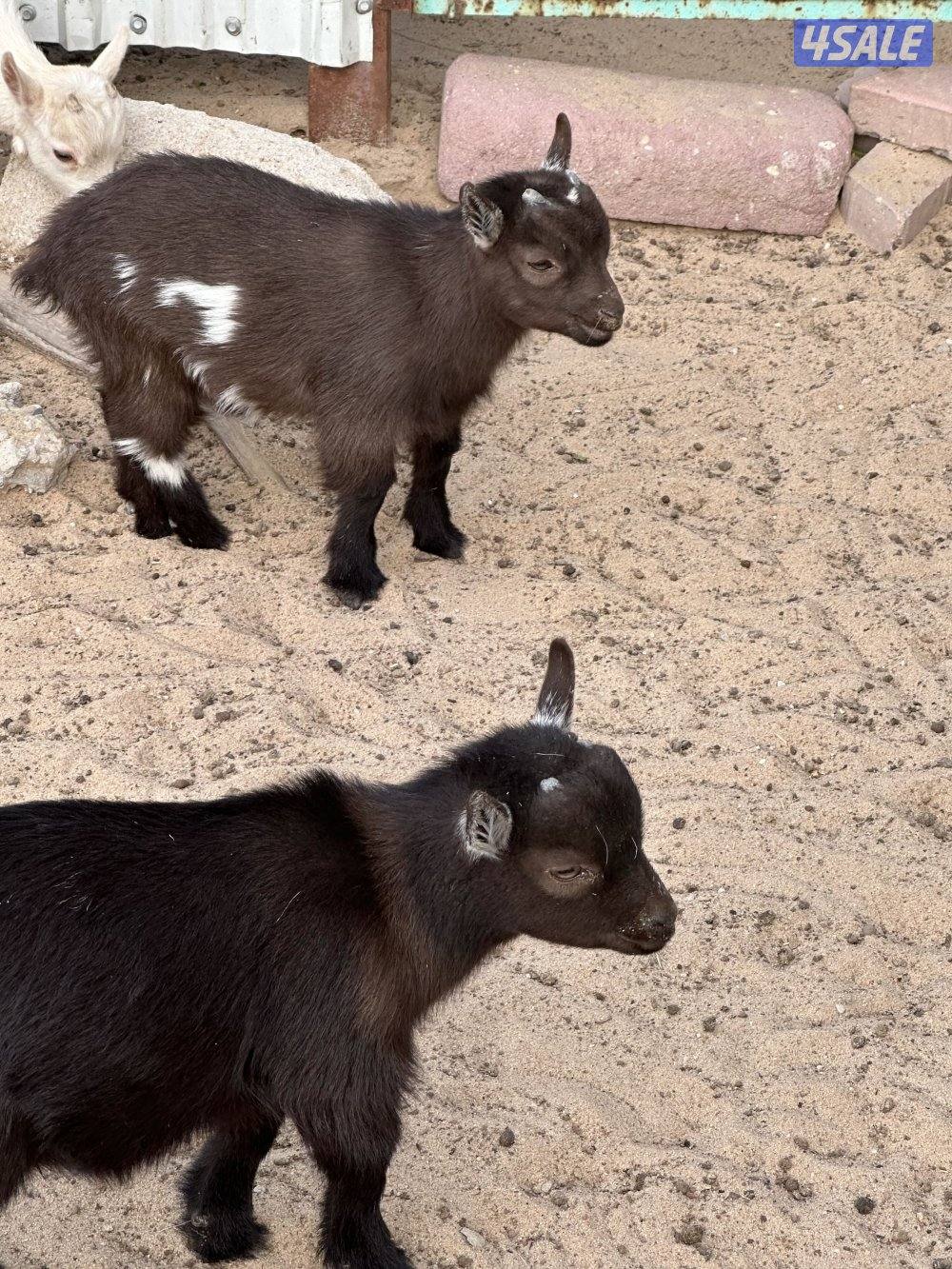 ماعز قزم صغار1