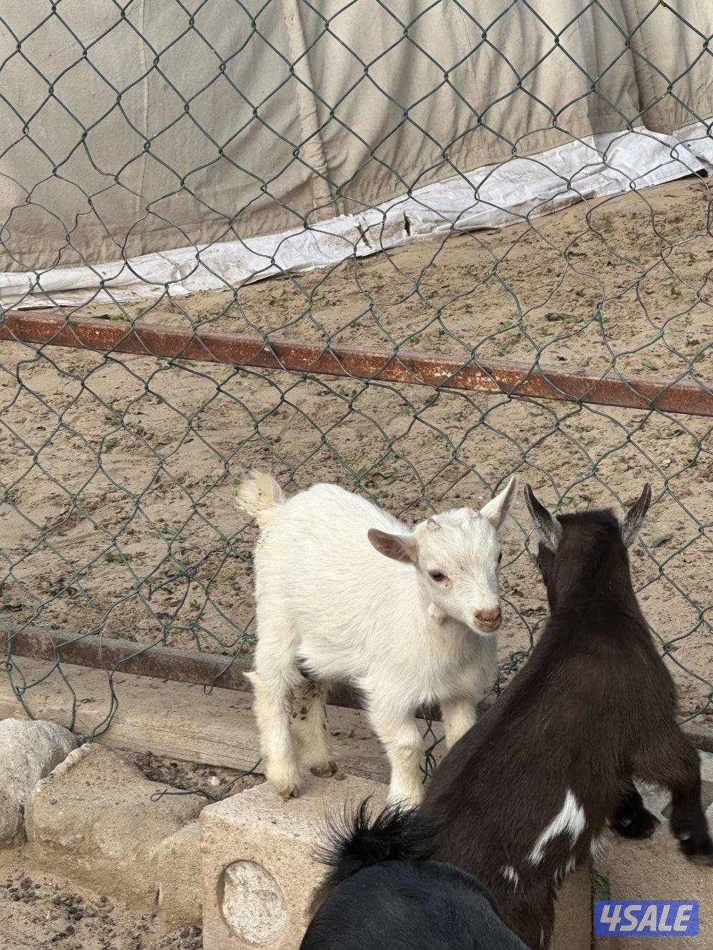 ماعز قزم صغار2