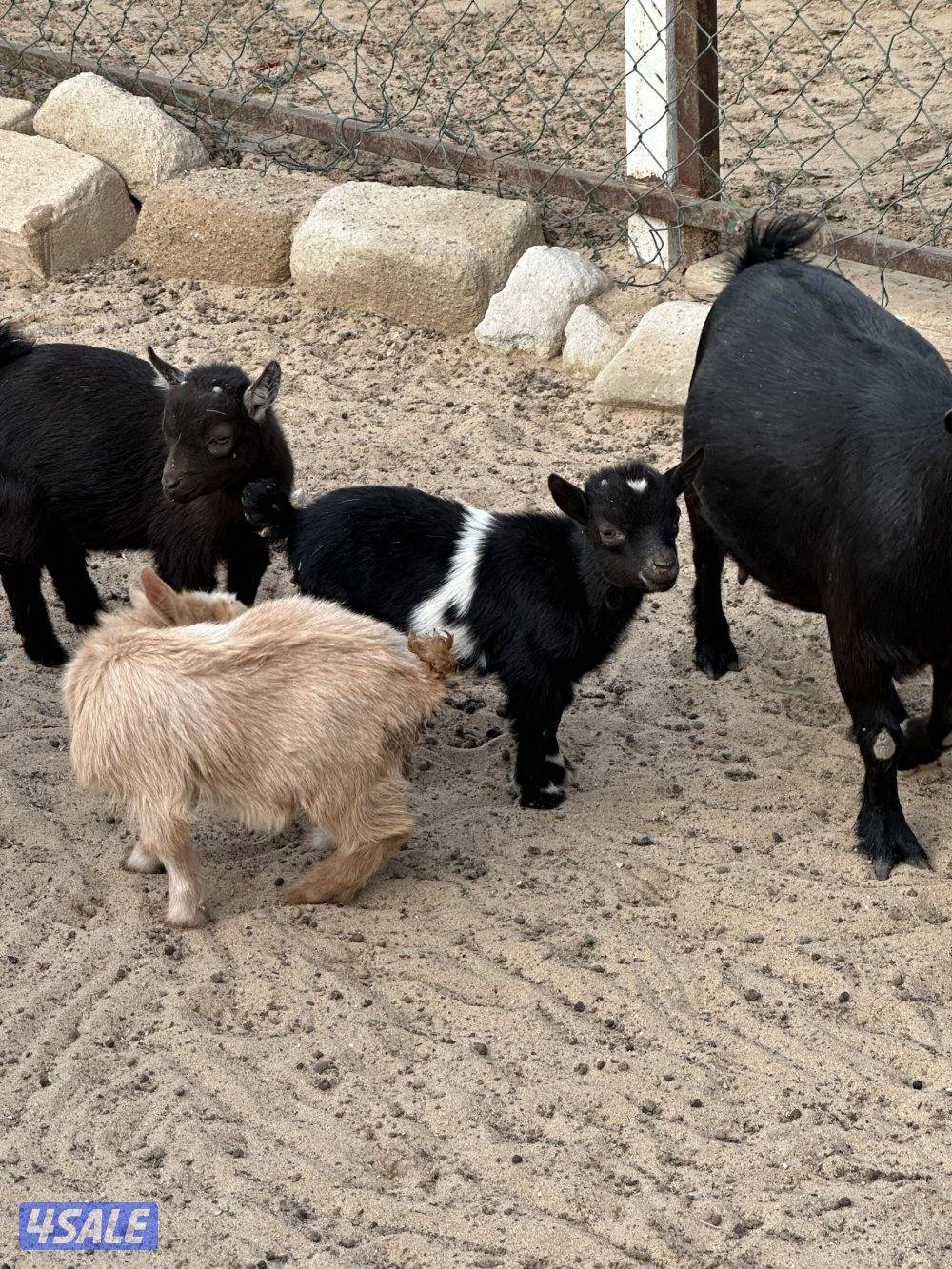 ماعز قزم صغار3