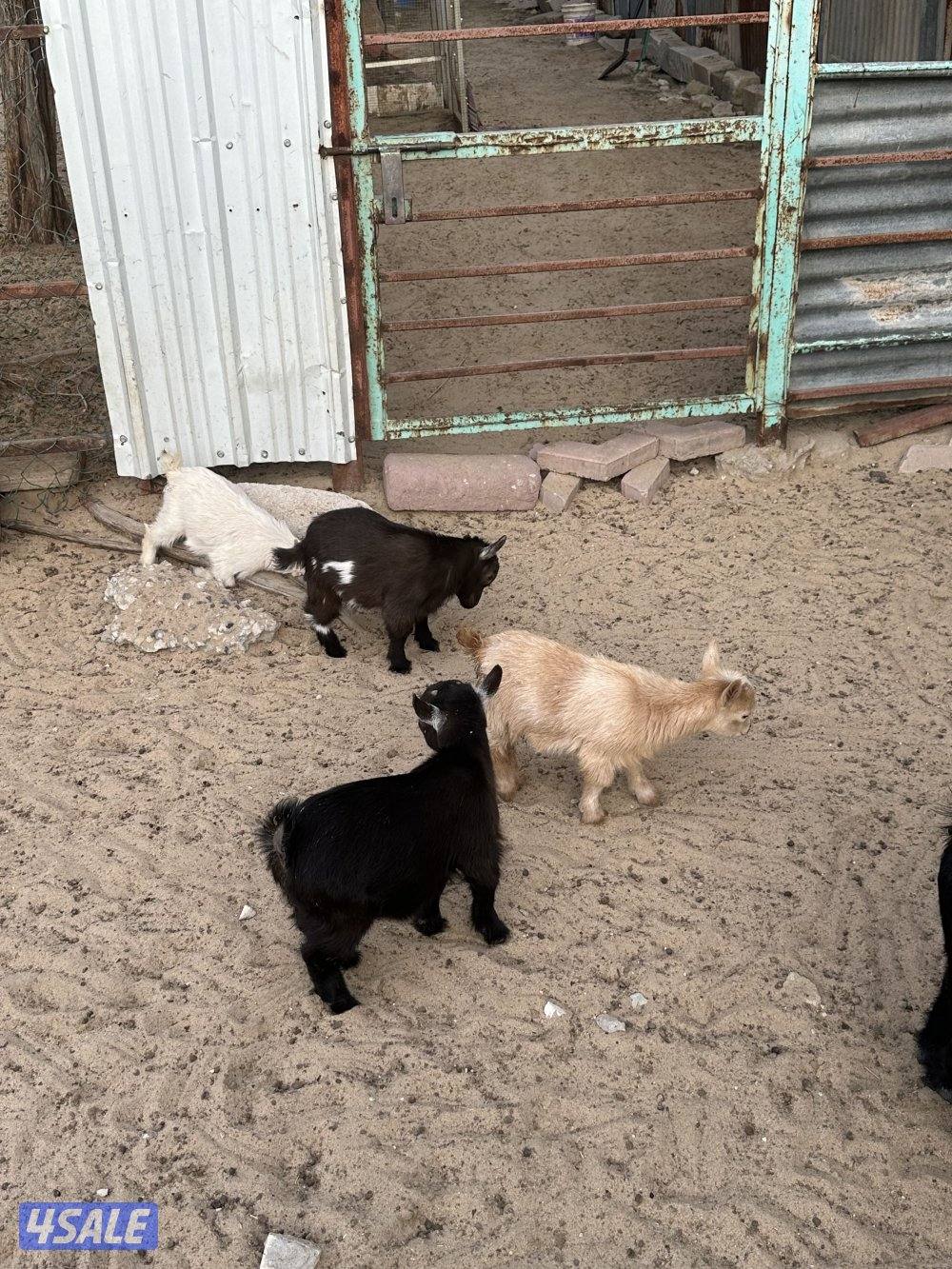 ماعز قزم صغار4