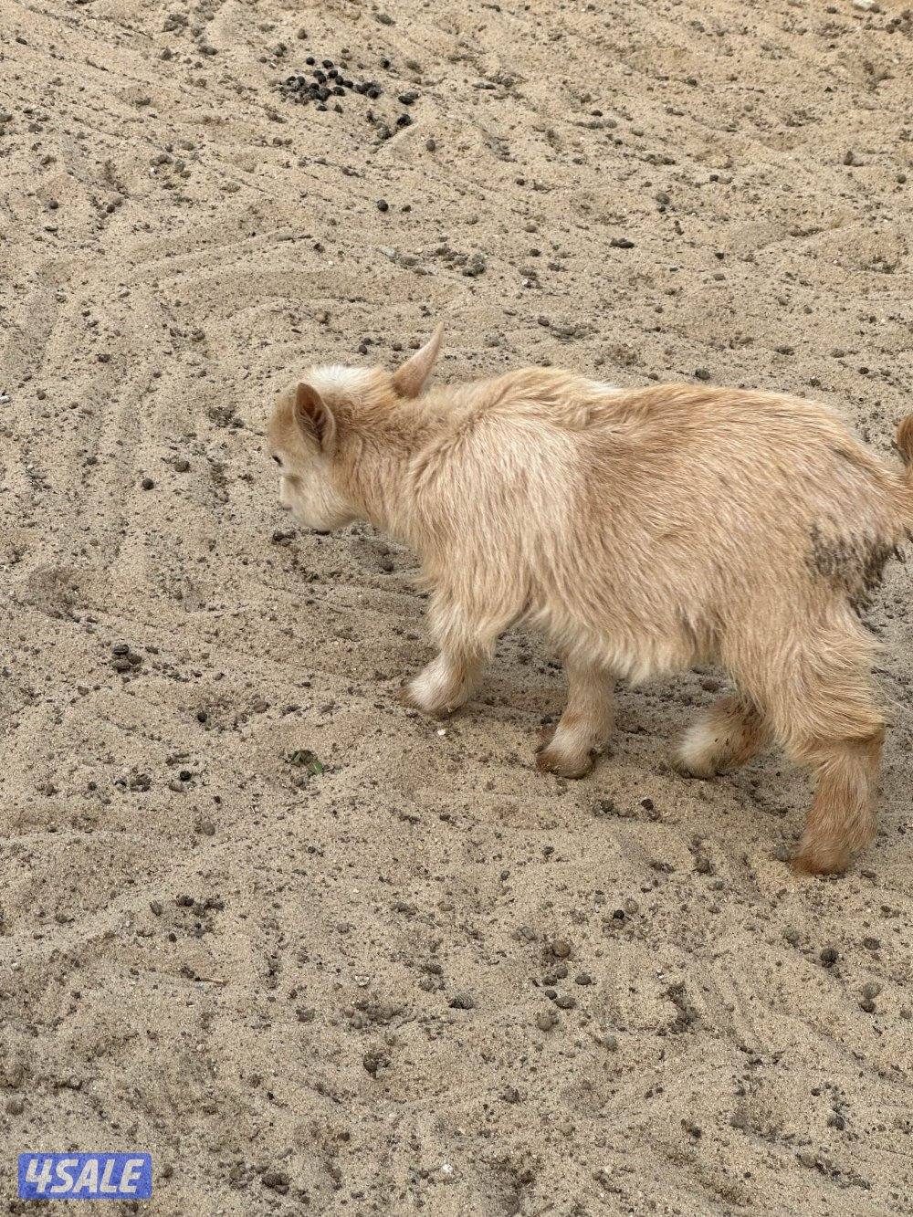 ماعز قزم صغار5