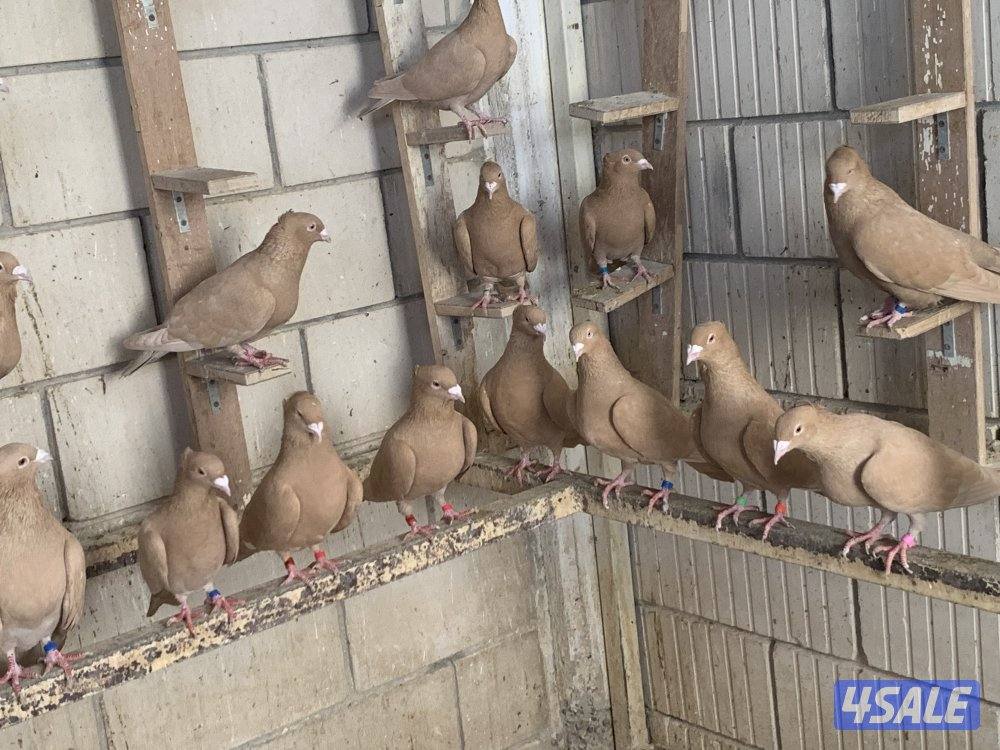 ازواج زاجل صفر مقنزعين احجام0