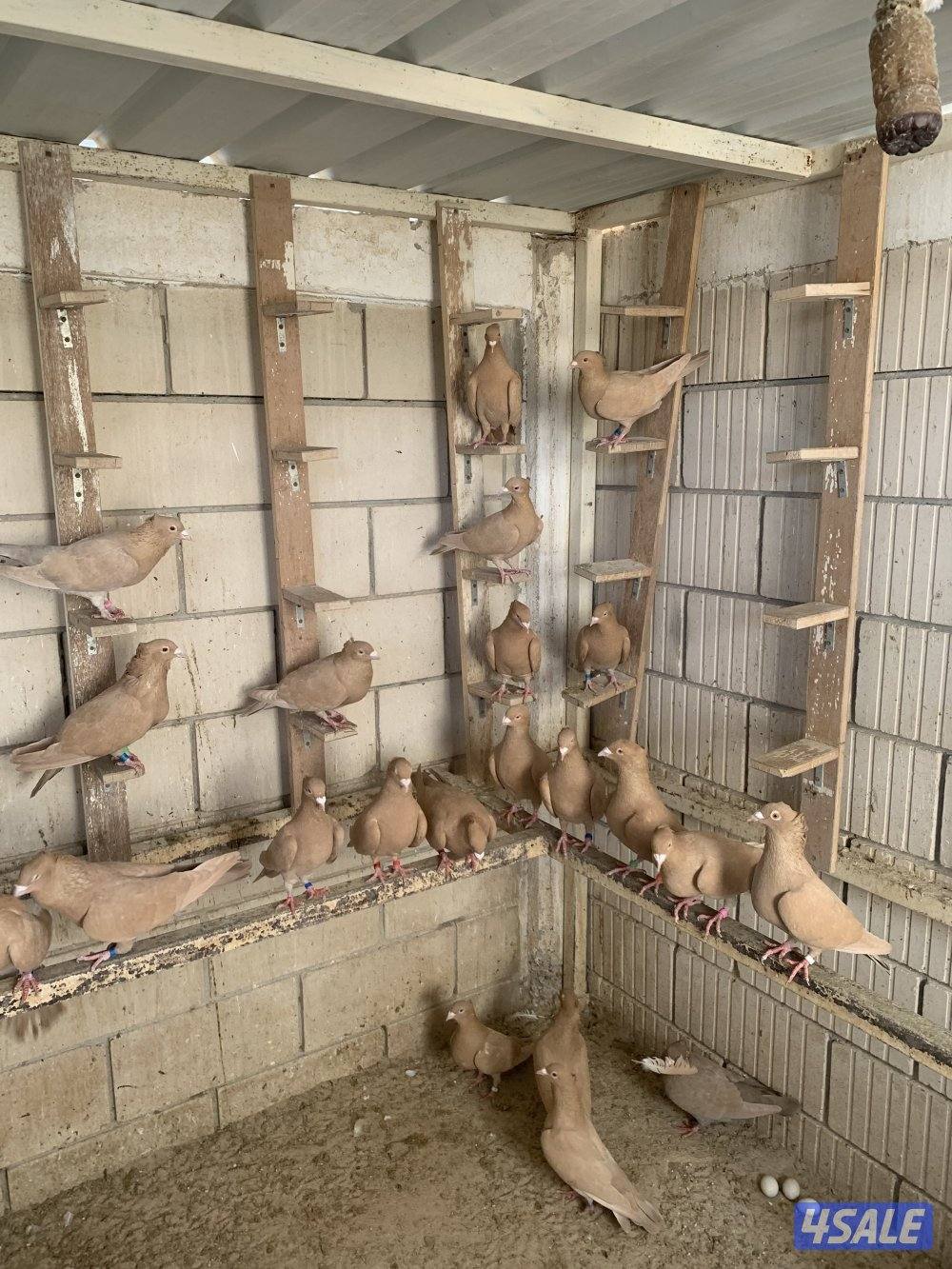 ازواج زاجل صفر مقنزعين احجام2