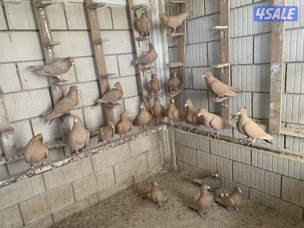 ازواج زاجل صفر مقنزعين احجام1