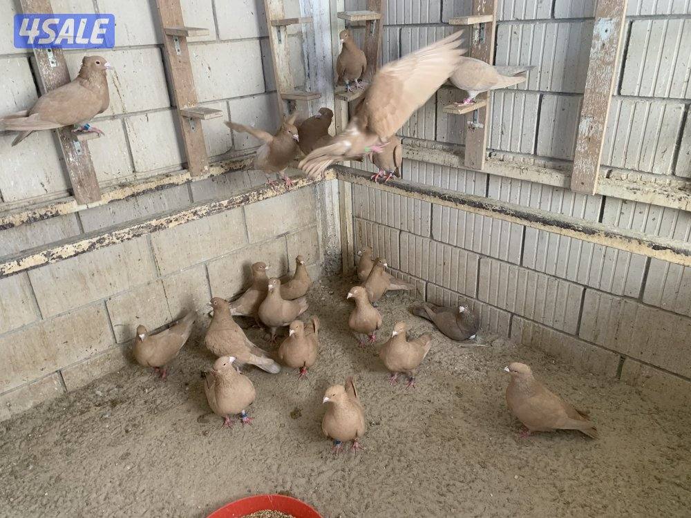 ازواج زاجل صفر مقنزعين احجام3