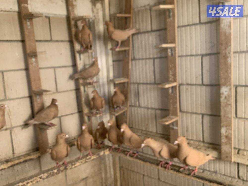 ازواج زاجل صفر مقنزعين احجام4