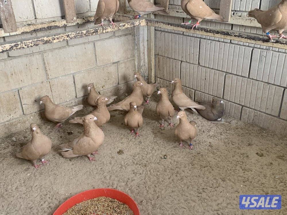 ازواج زاجل صفر مقنزعين احجام5