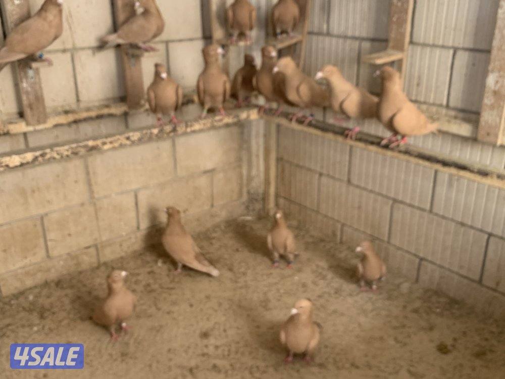 ازواج زاجل صفر مقنزعين احجام6