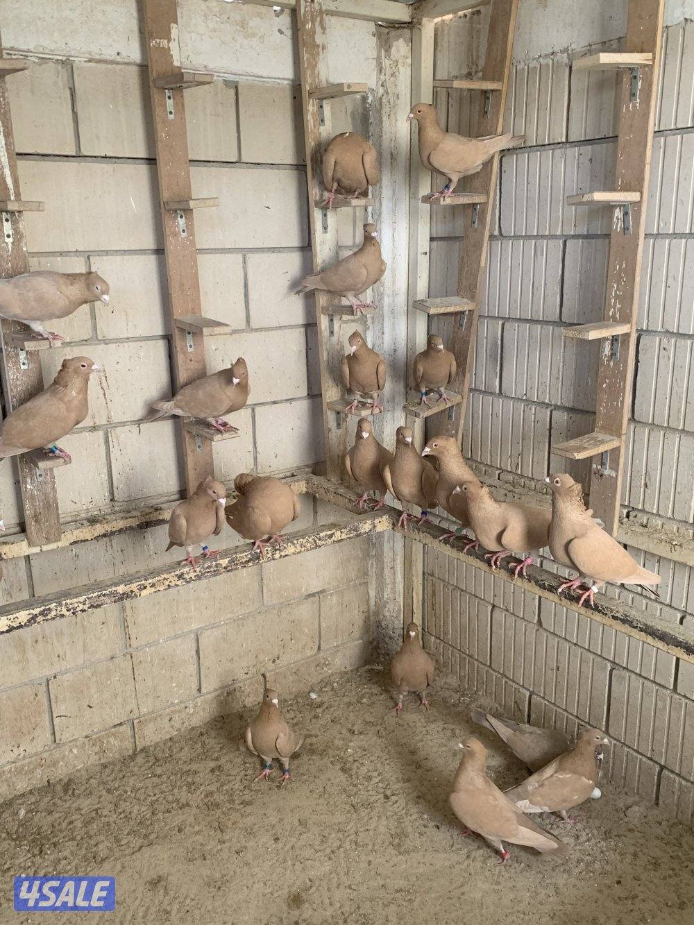 ازواج زاجل صفر مقنزعين احجام7