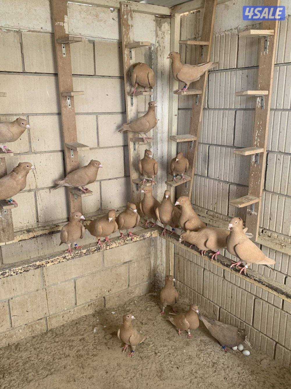 ازواج زاجل صفر مقنزعين احجام8