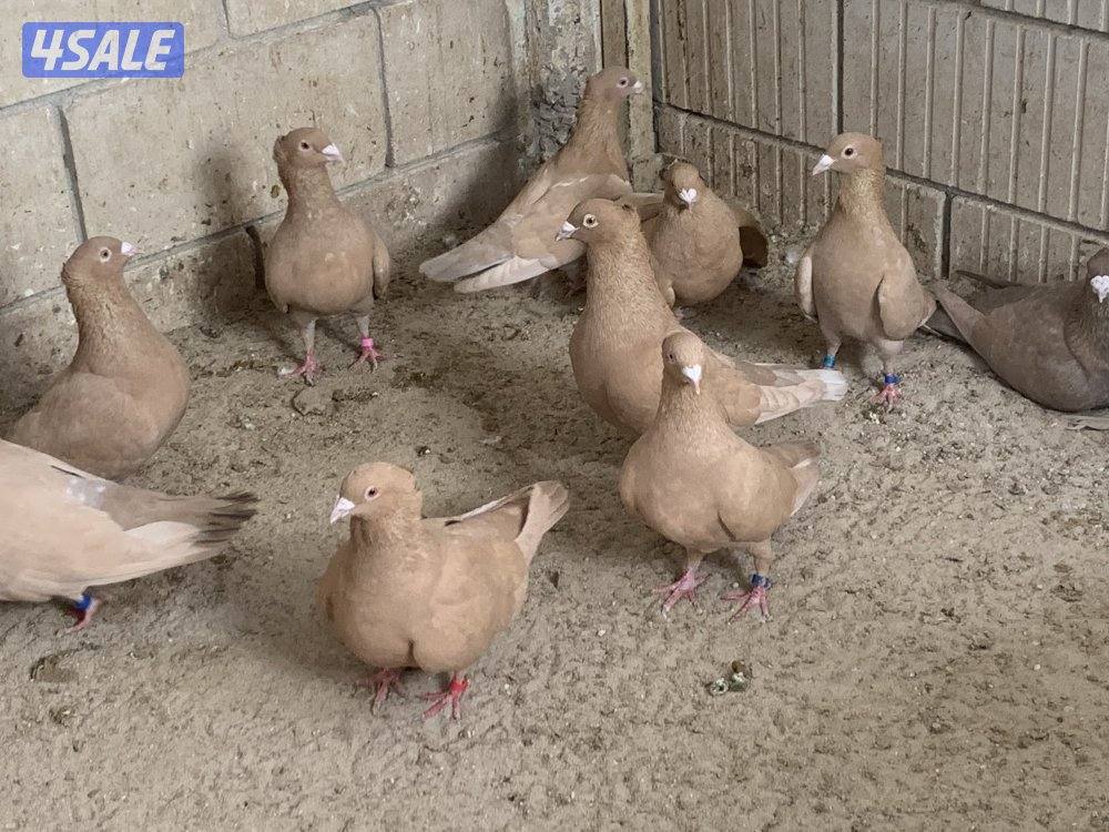 ازواج زاجل صفر مقنزعين احجام9