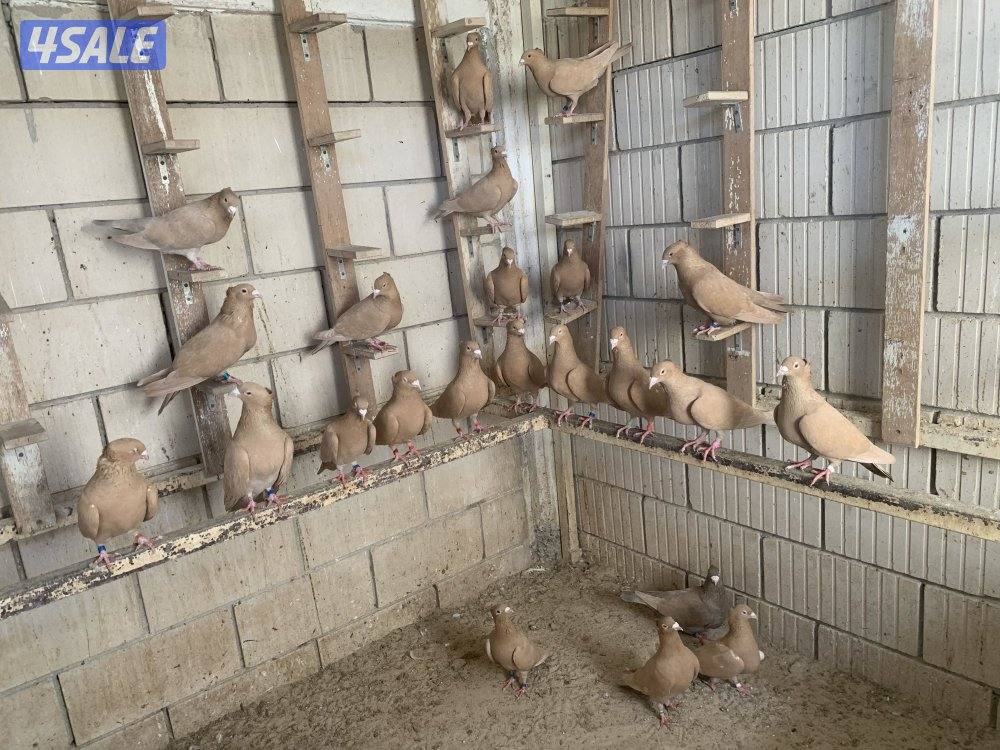 ازواج زاجل صفر مقنزعين احجام10