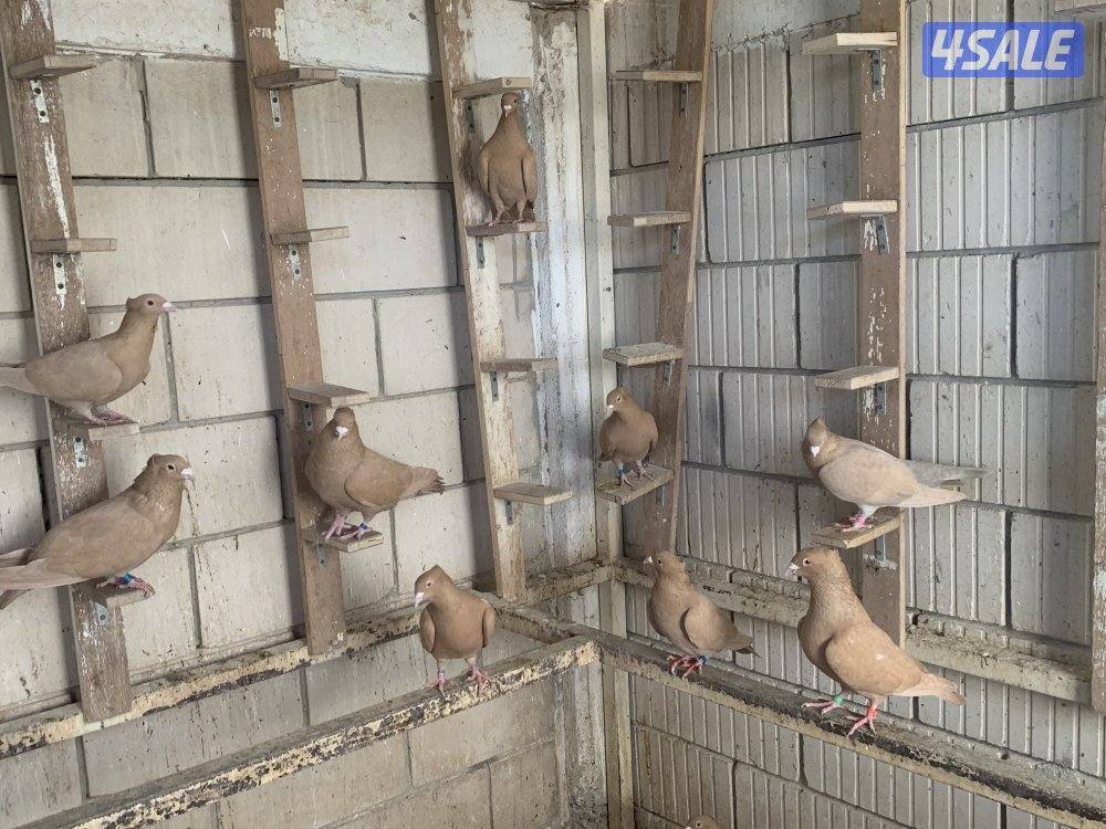 ازواج زاجل صفر مقنزعين احجام11