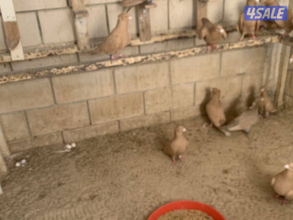 ازواج زاجل صفر مقنزعين احجام12