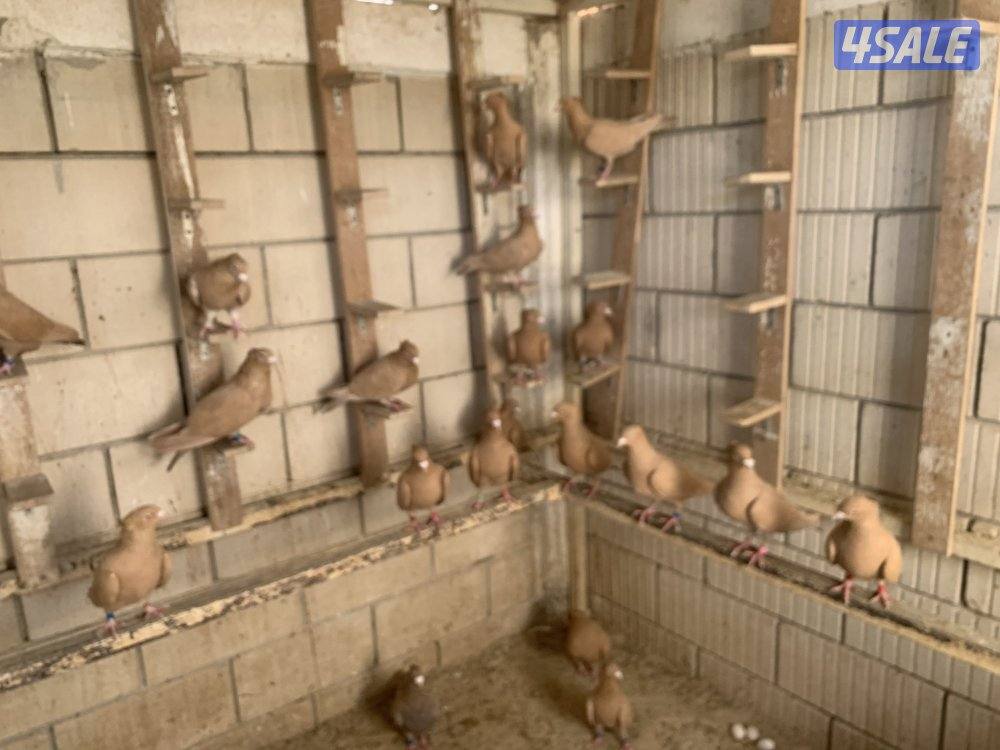 ازواج زاجل صفر مقنزعين احجام13