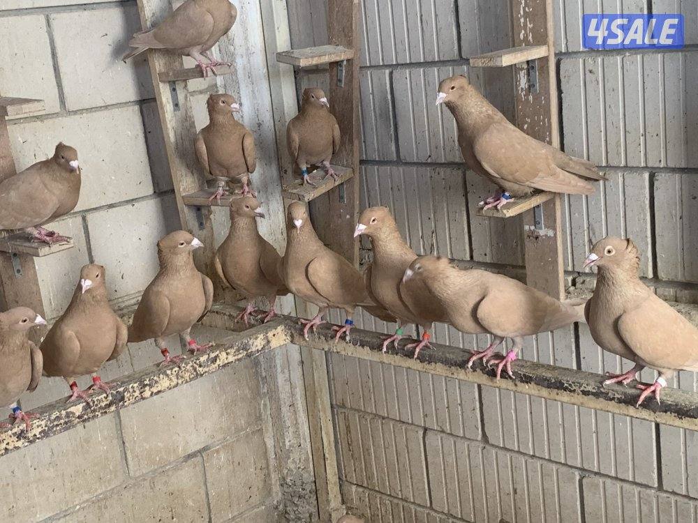 ازواج زاجل صفر مقنزعين احجام14