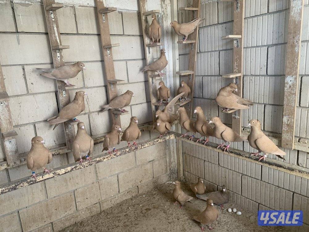 ازواج زاجل صفر مقنزعين احجام15