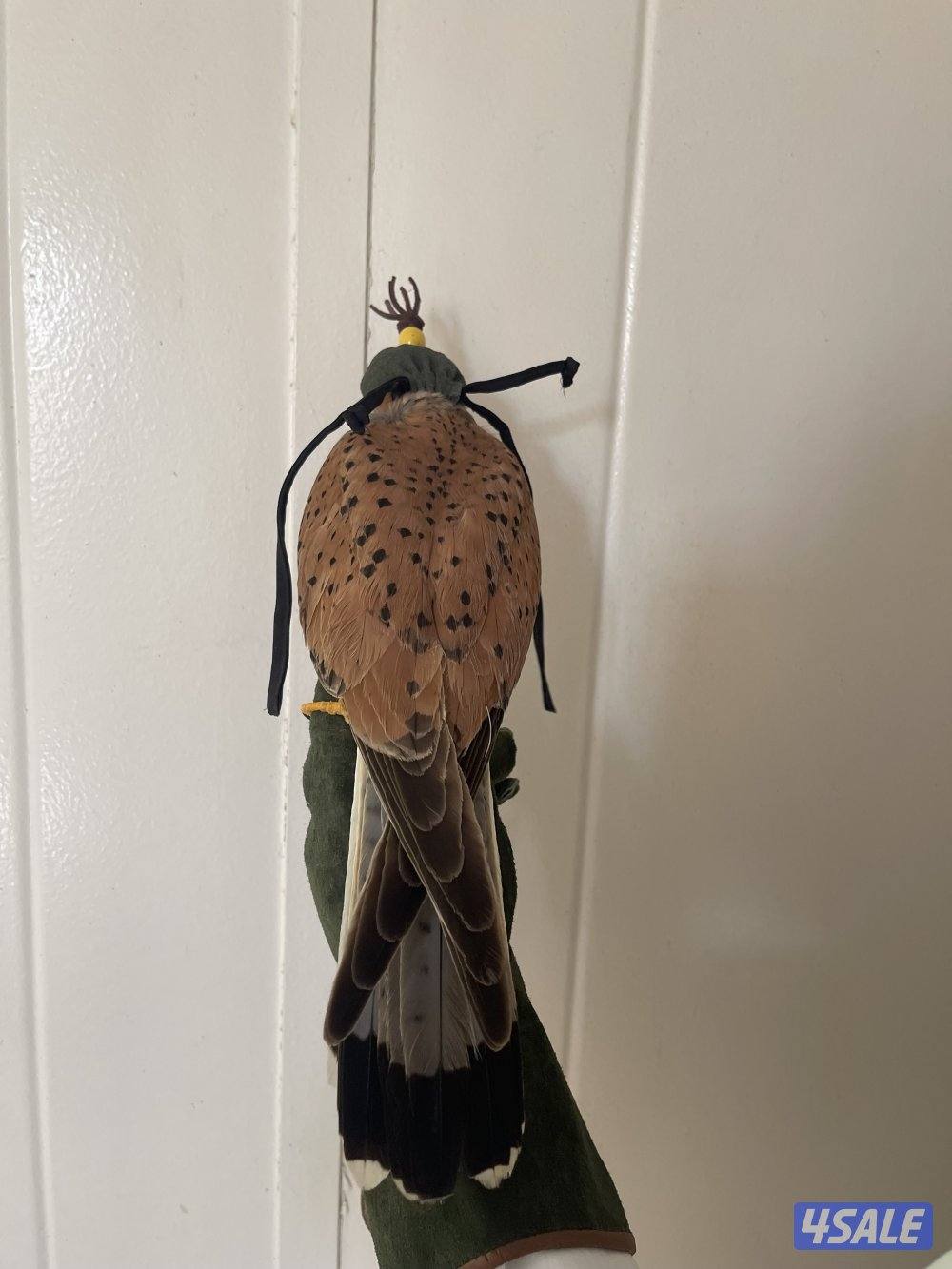 للبيع ترمة وحش.0