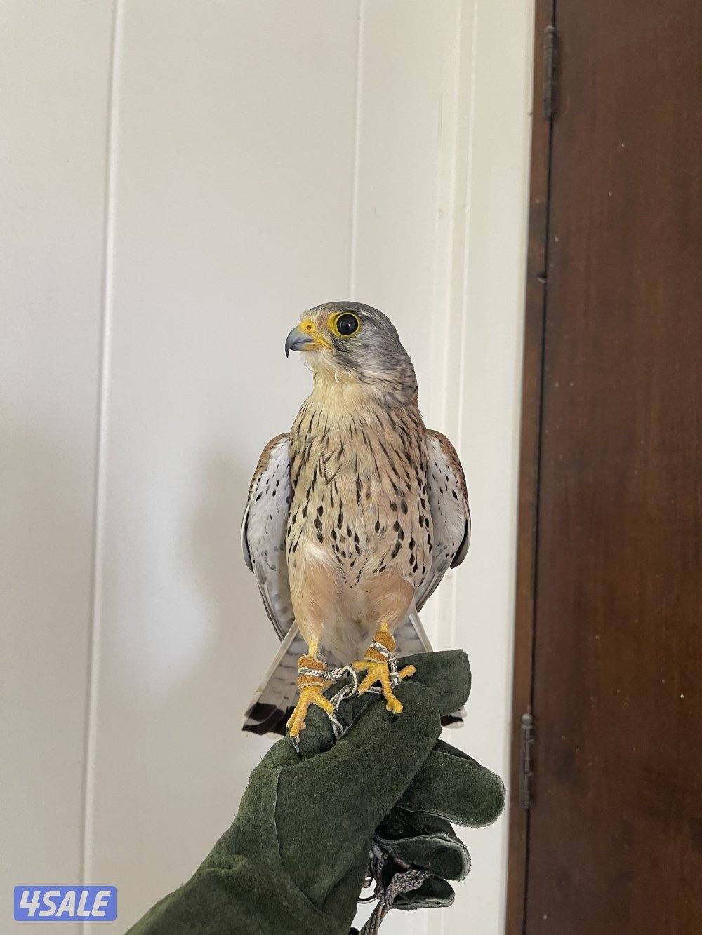 للبيع ترمة وحش.2