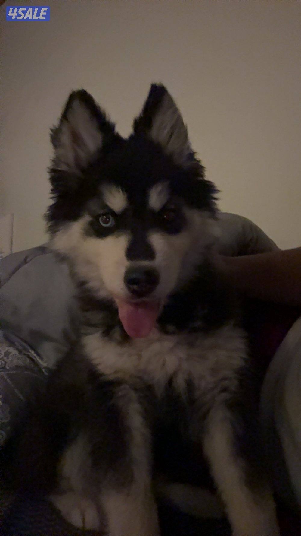 Siberian husky0