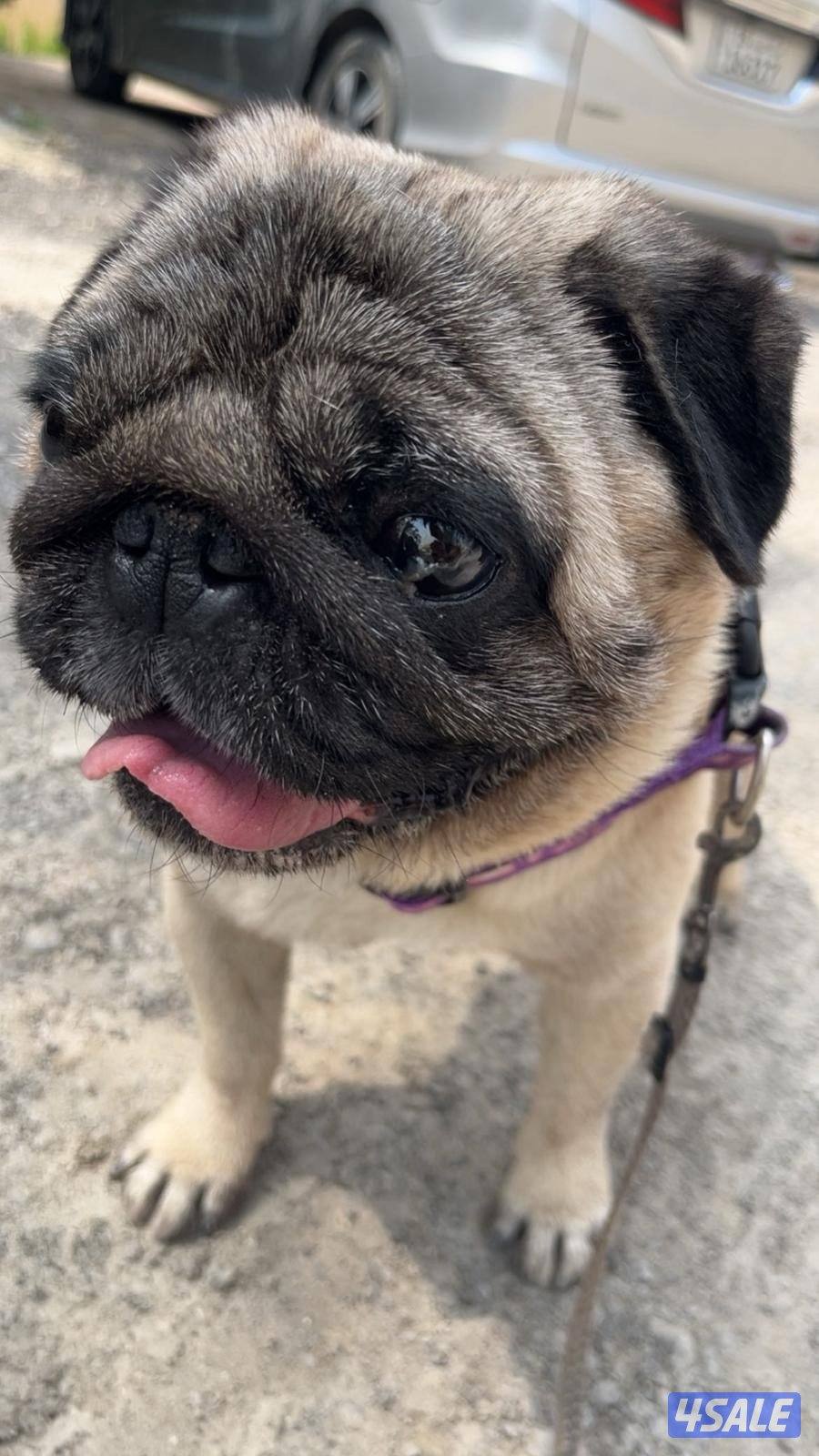 كلب نوعه Pug0