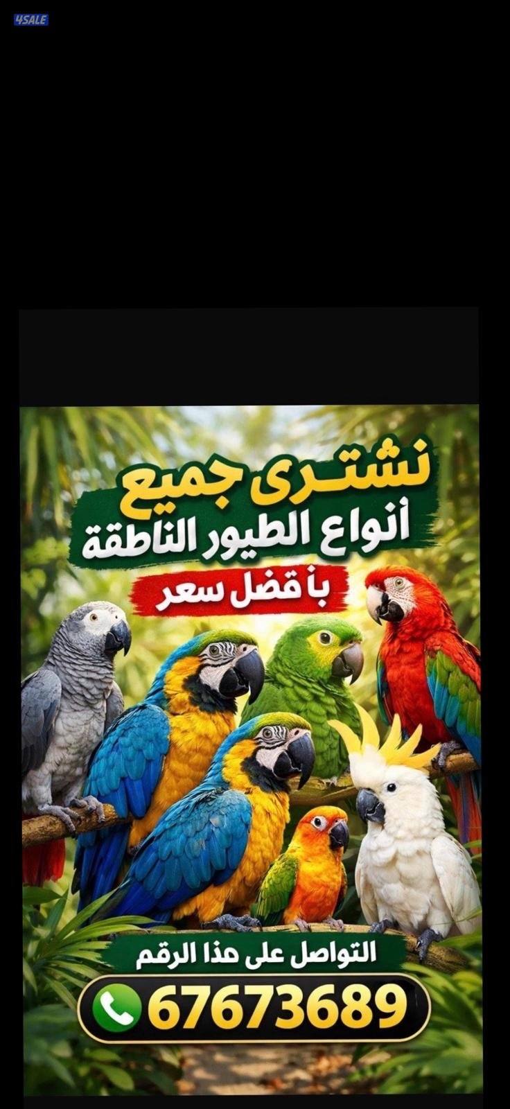 نشتري جميع أنواع الطيور الناطقة بأفضل الأسعار الطيور ربوه0