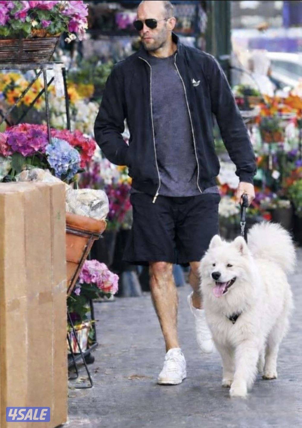 جراوي سامويد samoyed puppies  للبيع اهالي وارد الخارج شعر طويل حجم ضخم0