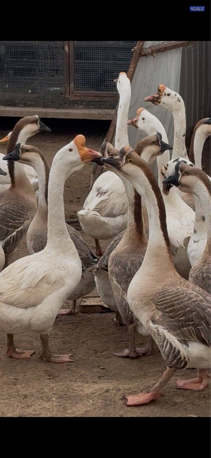 وز كندي جامبو0