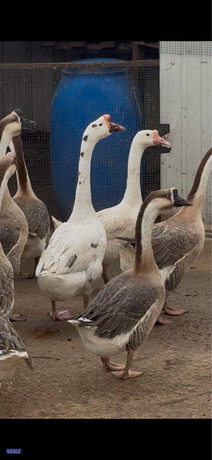 وز كندي جامبو1