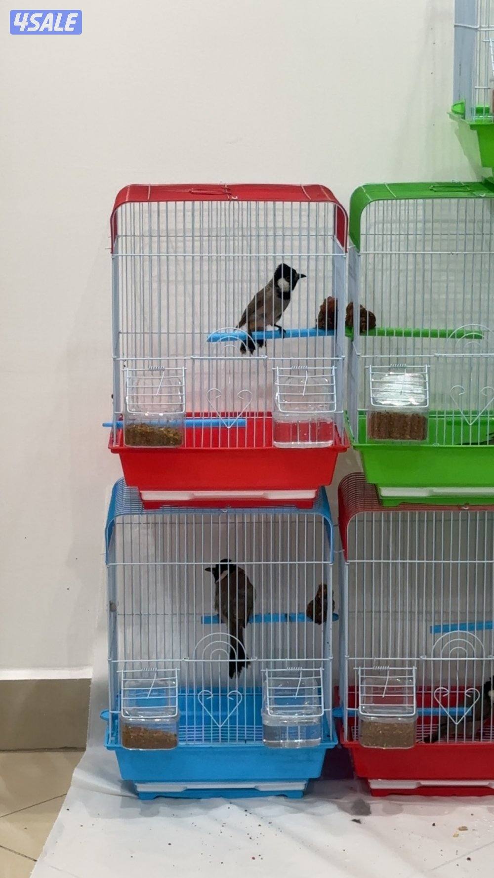 بلالبل شرط التغريد1