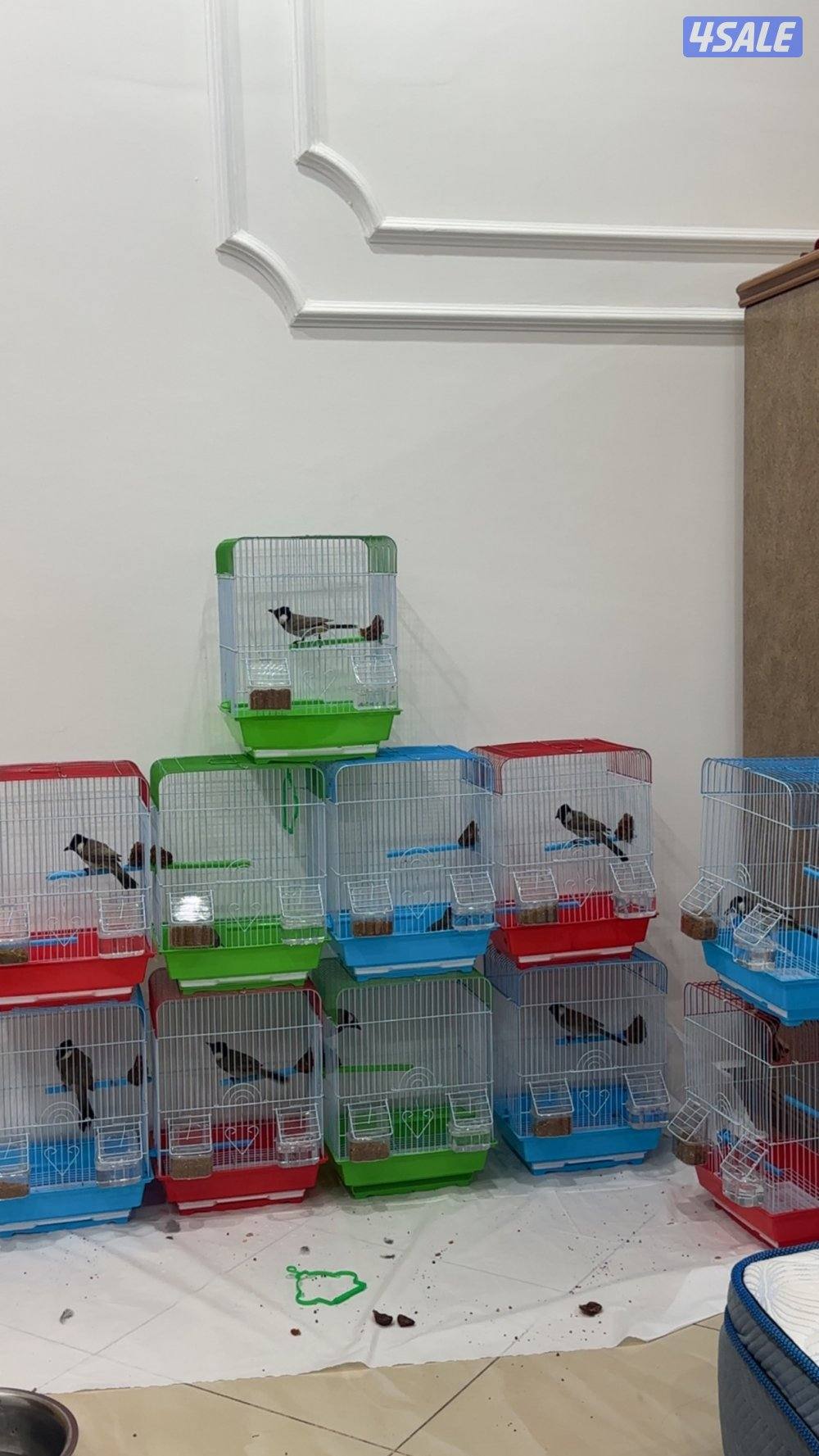 بلالبل شرط التغريد2