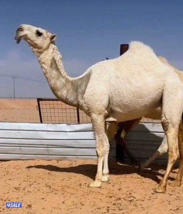 حلاقه وغسيل ابل جميع مناطق الكويت0