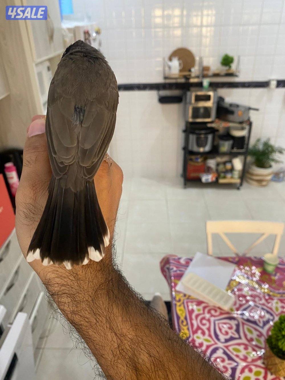 بلبل عراقي هدد ربوه و تغريد1