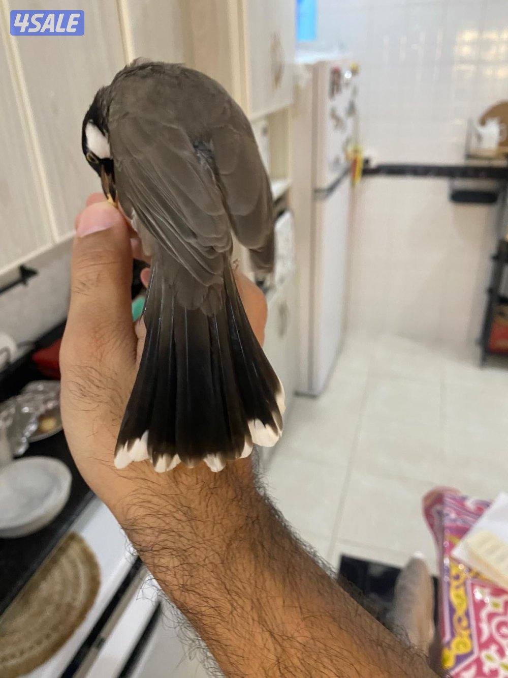 بلبل عراقي هدد ربوه و تغريد2