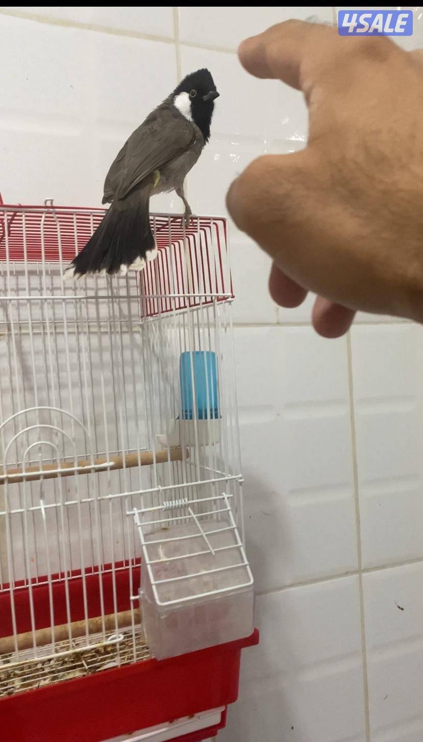 بلبل عراقي هدد ربوه و تغريد3