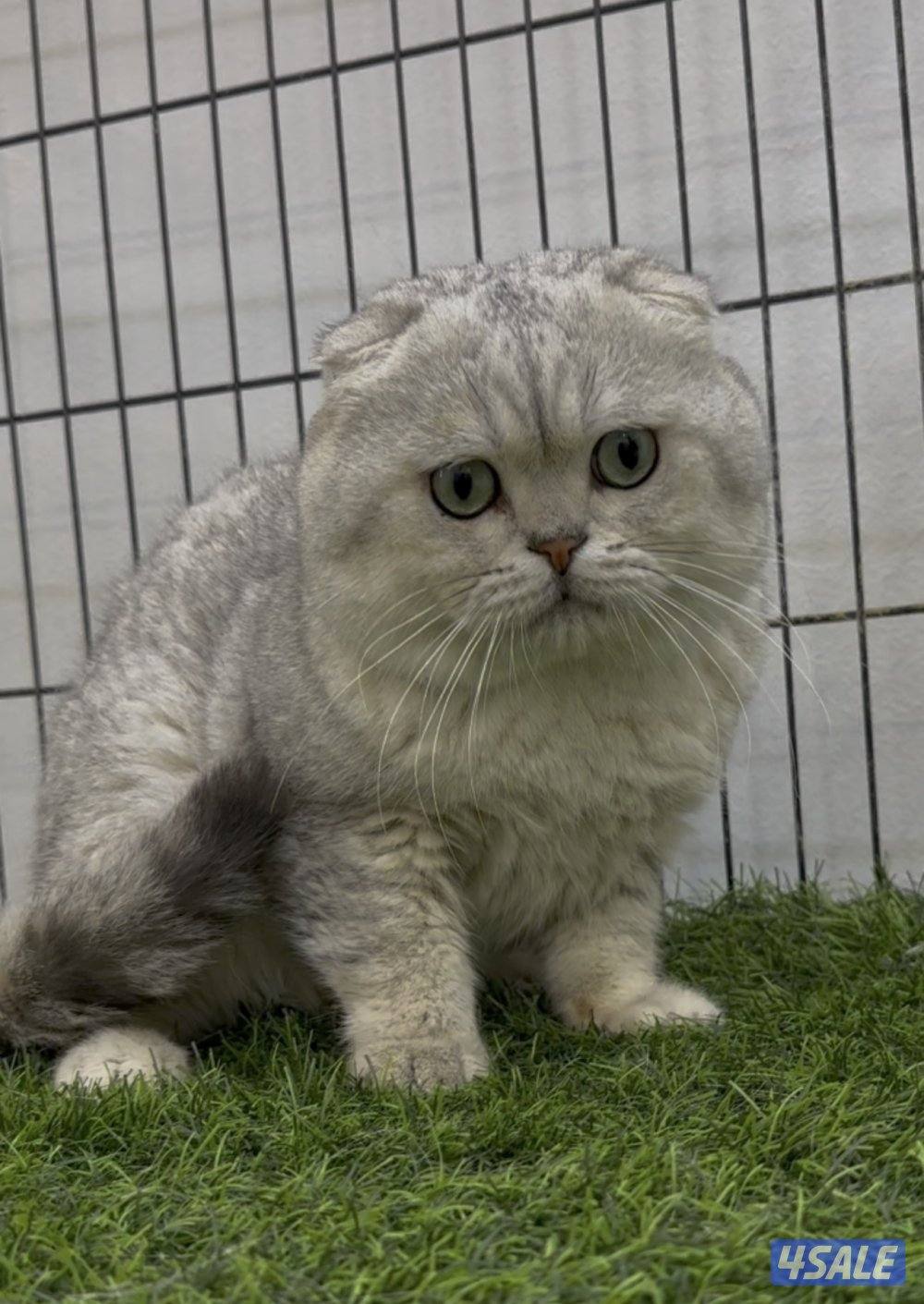 للبيع كاتري سكوتش فولد كامل للجادين1