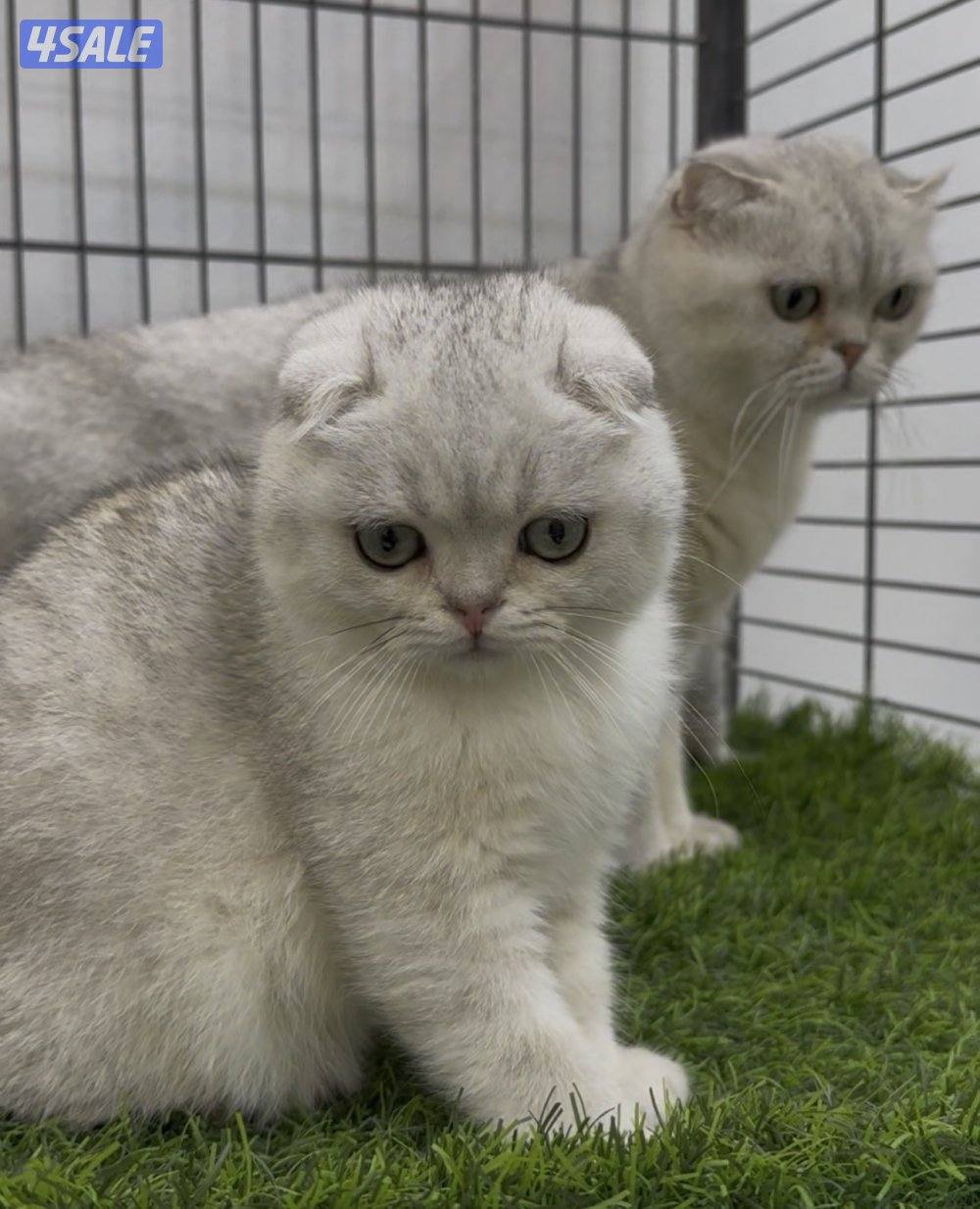 للبيع كاتري سكوتش فولد كامل للجادين2