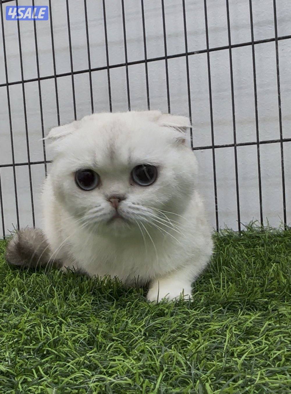 للبيع كاتري سكوتش فولد كامل للجادين4