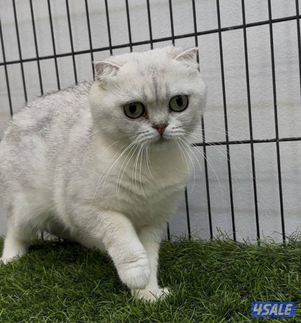 للبيع كاتري سكوتش فولد كامل للجادين3