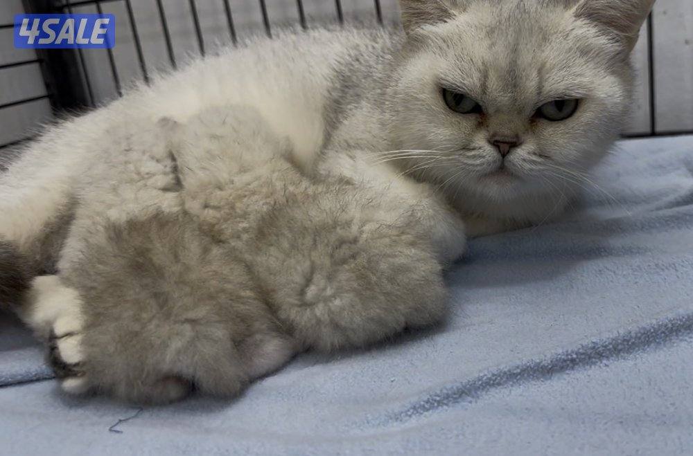 للبيع كاتري سكوتش فولد كامل للجادين6