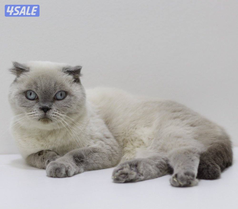 للبيع كاتري سكوتش فولد كامل للجادين7