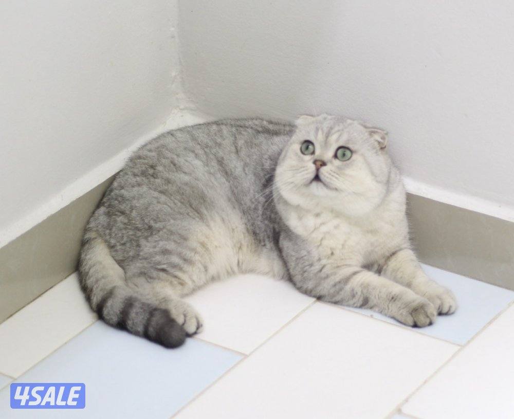 للبيع كاتري سكوتش فولد كامل للجادين0