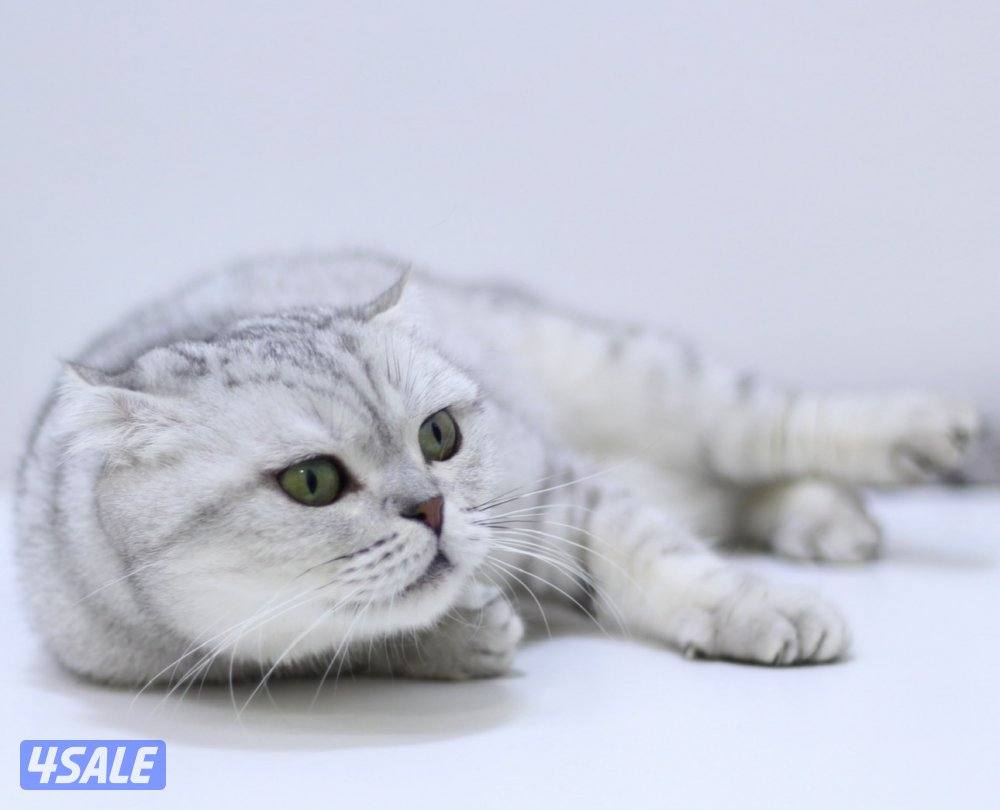 للبيع كاتري سكوتش فولد كامل للجادين8