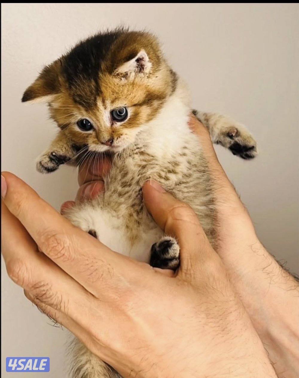 سكوتش شورت هير ،،،اقزام،،،التوصيل خلال ساعه ،،، بيووووور1