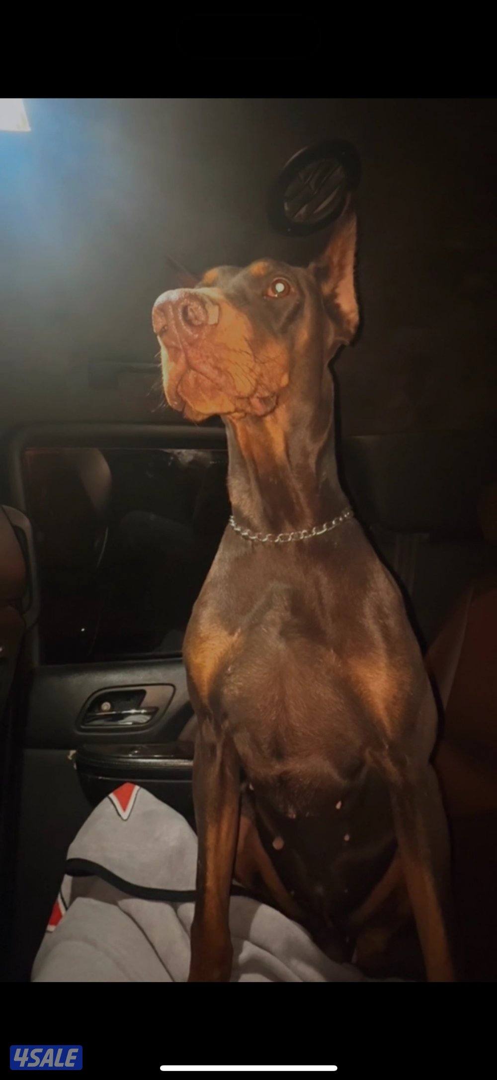 للبيع دوبر مان العمر سنة متعلم طاعة0