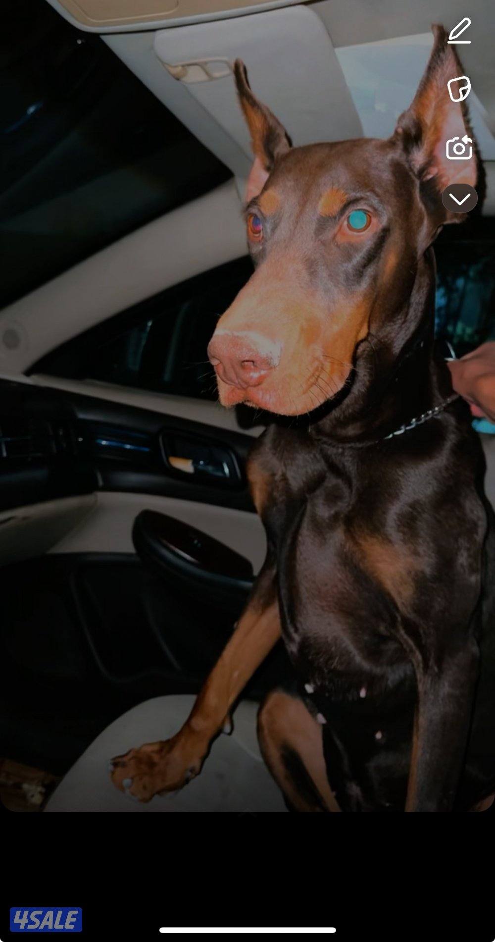 للبيع دوبر مان العمر سنة متعلم طاعة1