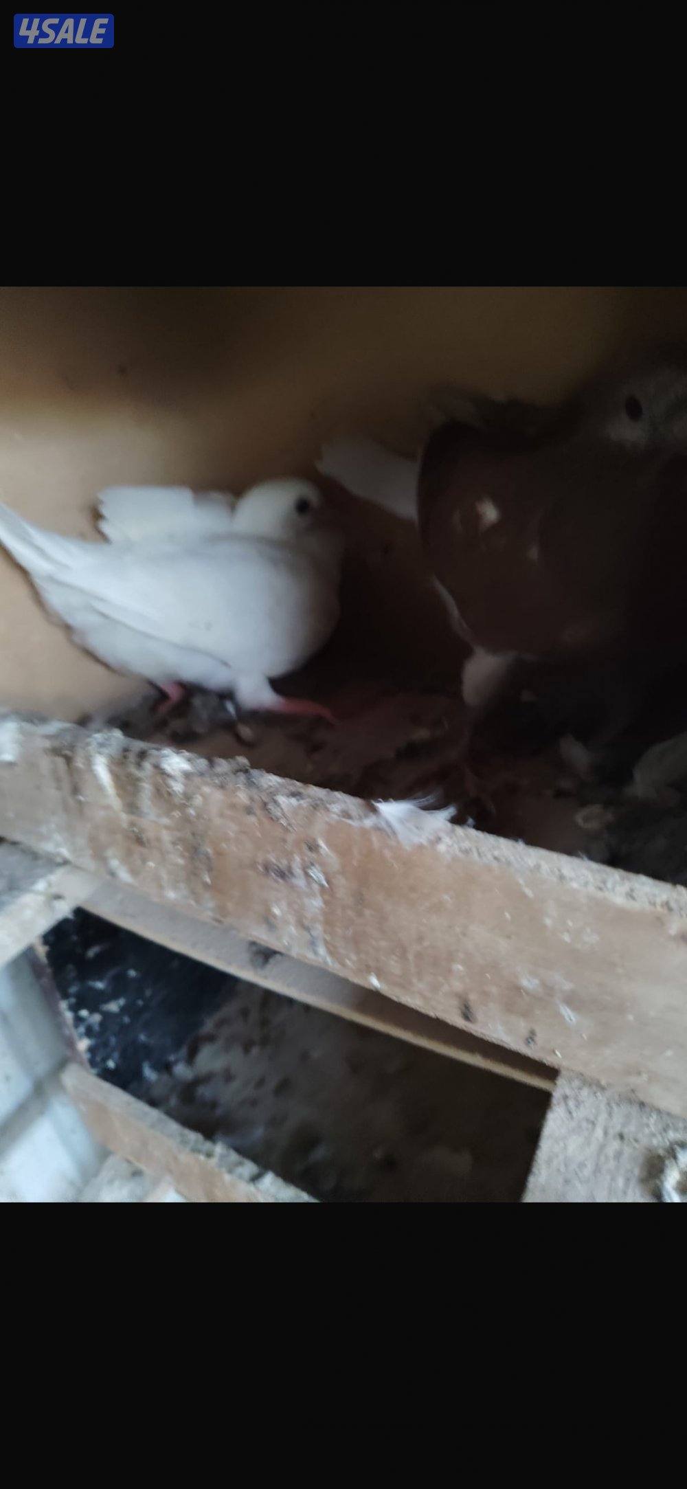 للبيع حمام لحم الوزان0